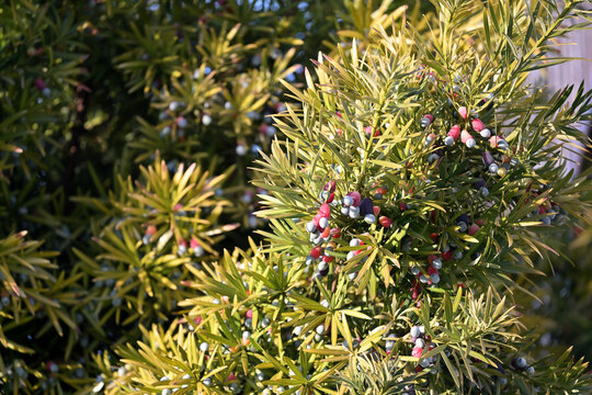 A Japanese yew tree bearing fruit, Podocarpus macrophyllus