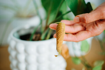Wilted potted plant in woman hand, signs of neglect and poor houseplant care