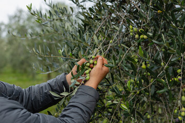 Farmer's hands inspecting Olea europaea olives on the branch before harvest. Traditional agriculture.