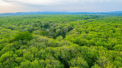 Obraz premium Teak forests in nature, Thailand.