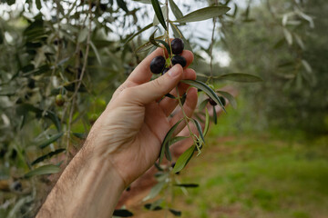 Farmer's hands inspecting Olea europaea olives on the branch before harvest. Traditional agriculture.
