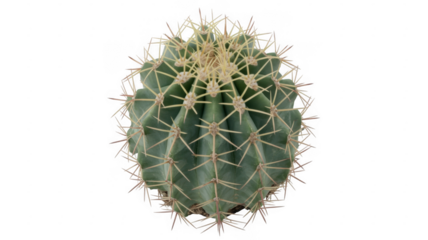 Small green cactus with white spines isolated on a transparent background