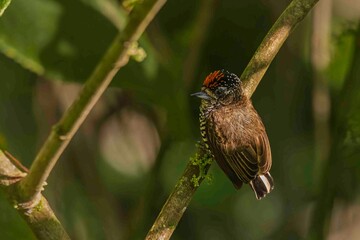 A tiny woodpecker is resting on a tree branch.