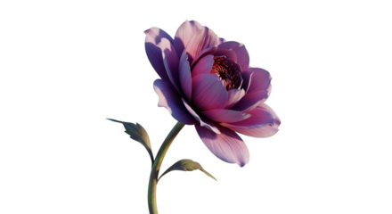 Single Purple and Pink Flower with Stem bloom petals