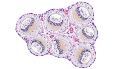 Microscopic view of developing follicles in ovarian tissue with purple blue and tan cells png isolated transparent background