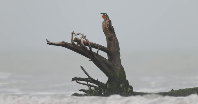 Common Kingfisher Alcedo atthis on stranded wood at river mouth seashore