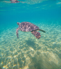 Obraz premium Sea Turtles Swimming Underwater – Loggerhead (Caretta Caretta) and Green Turtle