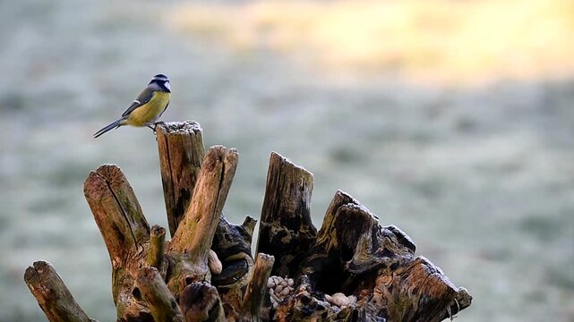 Blaumeisen fressen Erdn&uuml;sse im Winter