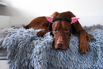 Sad dog on the bed in a headband with ears