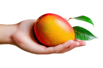 Hand gently holding a fresh ripe mango with green leaf on transparent background