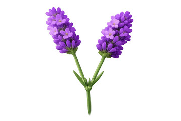 Obraz premium Two vibrant lavender sprigs featuring delicate purple flowers and green stems, known for aromatherapy properties. Transparent background