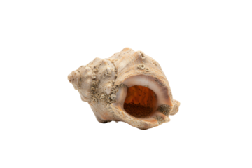 Intricate spiral seashell exhibiting natural textures and earthy tones