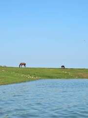 Two brown horses grazing on a lush green hilltop by the edge of a calm blue lake under a clear sky in a scenic landscape.