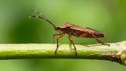 Brown bug on green stem
