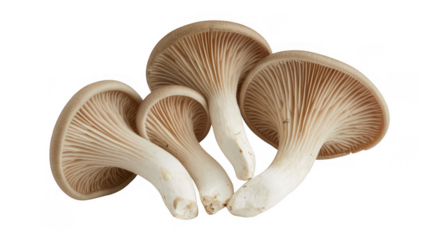 Four beige mushrooms with brown gills isolated on a transparent background