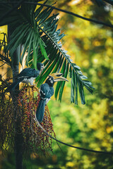 Oriental pied hornbill pair perched on a palm tree feeding on fruit in tropical rainforest, showing natural wildlife behavior, biodiversity, and harmony of Southeast Asian forest ecosystem.