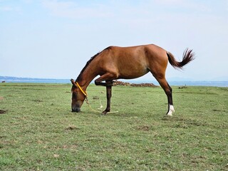 A brown horse stands in a green pasture by a lake, lifting a front leg while grazing under a pale blue sky.