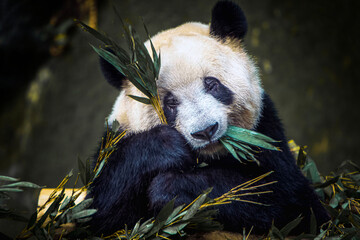 giant panda eating bamboo © catread