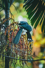 Oriental pied hornbill pair perched on a palm tree feeding on fruit in tropical rainforest, showing natural wildlife behavior, biodiversity, and harmony of Southeast Asian forest ecosystem.