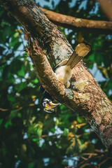 Oriental pied hornbill pair perched on a palm tree feeding on fruit in tropical rainforest, showing natural wildlife behavior, biodiversity, and harmony of Southeast Asian forest ecosystem.