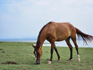 Close-up profile of a brown horse with a white blaze grazing in a lush field with the blue lake in the background.