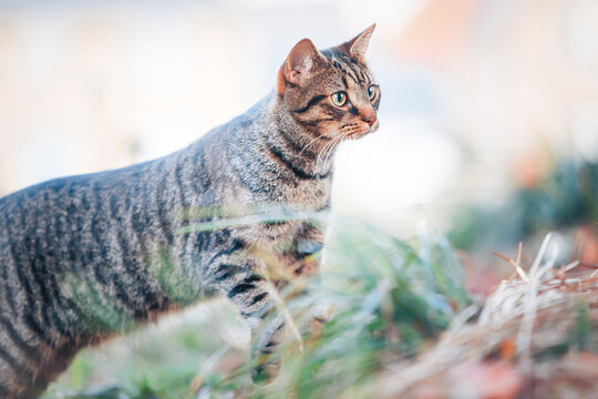 Tabby Cat - Powered by Adobe