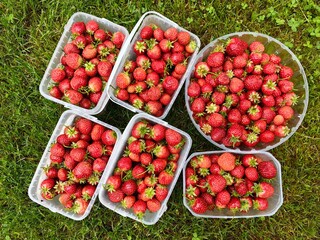 The strawberry harvest, delicious sweet berries collected in box..