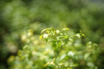 Soft focus green leaves illuminated by natural sunlight with dreamy bokeh background, ideal for nature backgrounds, conveying freshness, growth, renewal, tranquility, eco themes and clean copy space.