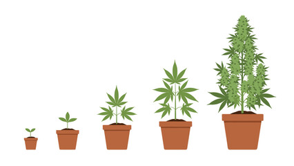 Obraz premium Illustrative sequence of the cannabis plant's life cycle, depicting five progressive growth stages from a small seedling to a fully developed, flowering plant in terracotta pots.