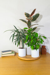Three different types of Ficus: Alii, Belize Elastica, and Benjamina (Lat. Ficus) on a wooden table against a white background. Home decoration with green plants