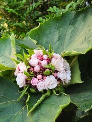 Beautiful cluster of light pink blossoms nestled in large green textured leaves. Close-up of a blooming tropical plant.