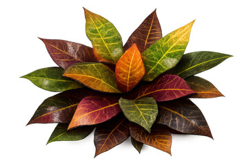 Croton leaves displaying vibrant fall colors, tropical foliage, rich autumn texture, nature plant background