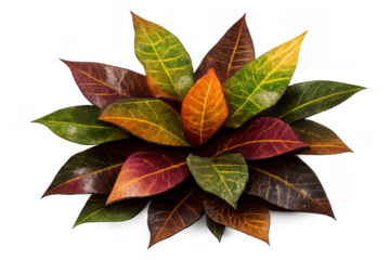 Croton leaves displaying vibrant fall colors, tropical foliage, rich autumn texture, nature plant background