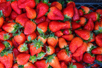 Plastic box full of strawberry between bushes on the farm. Harvest organic strawberry farm,...