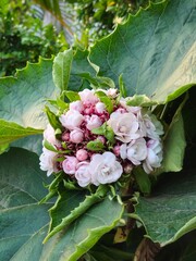 Beautiful cluster of pink Rose Glory Bower flowers surrounded by lush green textured leaves in a bright garden.