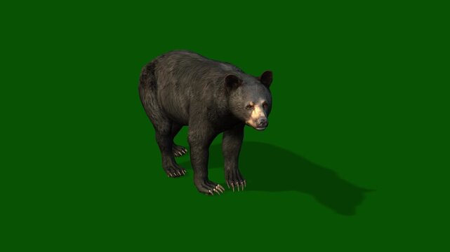 Asian black bear moving across the frame on green screen, real shot, isolated with chroma key, perfect for digital composition, cinema, 3d mapping