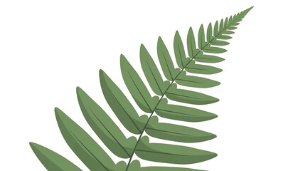 Digitally rendered illustration of a fern leaf, showcasing its delicate, textured design. The green fronds contrast against a white background © mawar