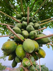 Looking up at a prolific papaya tree with many green fruits and bamboo supports against a bright, airy afternoon sky.