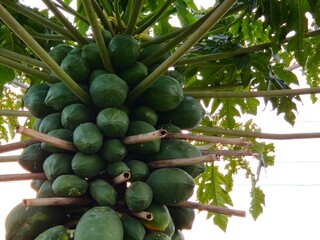 Green papayas growing on a tree trunk with sunlight filtering through the large, broad leaves in a tropical plantation.