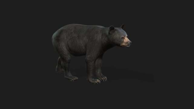 Asian black bear moving across the frame on green screen, real shot, isolated with chroma key, perfect for digital composition, cinema, 3d mapping