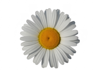White daisy flower with yellow center and petals white flower isolated on a transparent background
