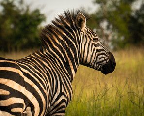 Close-Up Profile of African Zebra in Uganda