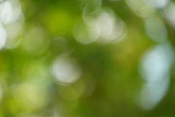 Obraz premium A vibrant and luminous green abstract background showcases beautiful natural bokeh lights.