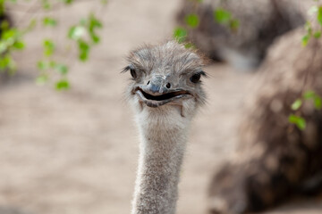 Portrait Of Ostrich With Open Beak Looking At Camera
