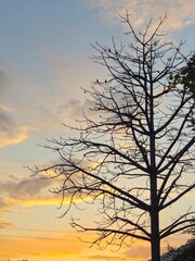 Silhouetted bare branches and leafy trees against a vibrant orange and yellow sunset sky with soft clouds.