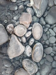 Clear water covering grey river stones with distinct white mineral rings and crystalline centers in a natural pattern.