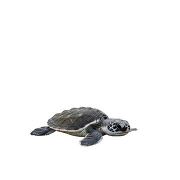 Small sea turtle swimming on a black background ocean animal