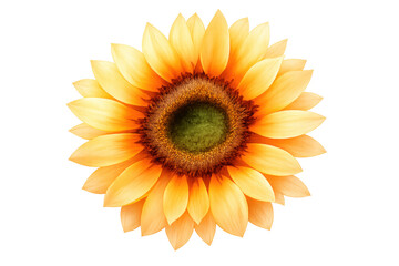 Fototapeta premium Sunflower blossom facing sun, vibrant yellow petals representing nature, growth, and joy on transparent background