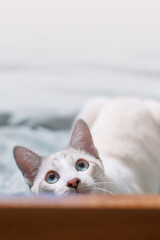 Curious cat. Cute fluffy gray and white domestic kitten with blue eyes is a furry feline pet portrait of a baby animal lying on the bed or floor