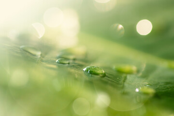 Abstract reflection from water drops on a green leaf. Macro image of nature in a rainforest, moisture, ecosystem, and climate change. 